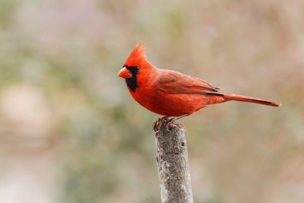 cardinal from Pixabay