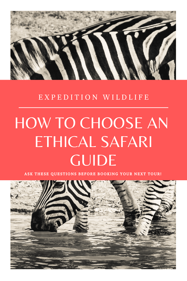 How to choose an ethical safari guide