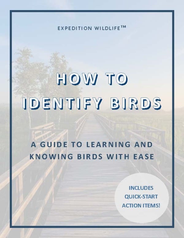 Bird_ID_Guide_WEBSITE_IMAGE