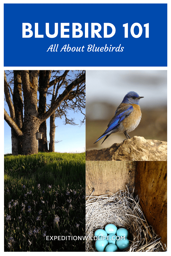 Bluebird 101 pinterest image