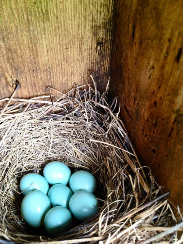 Bluebird eggs - Expedition Wildlife