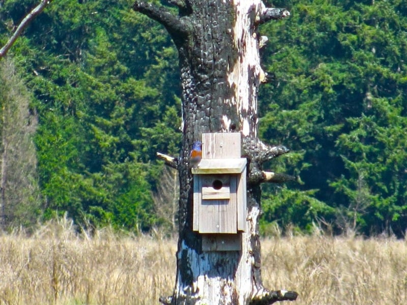 Western Bluebird perches on a box - Expedition Wildlife 
