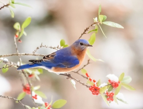 Bluebird 101: All About Bluebirds