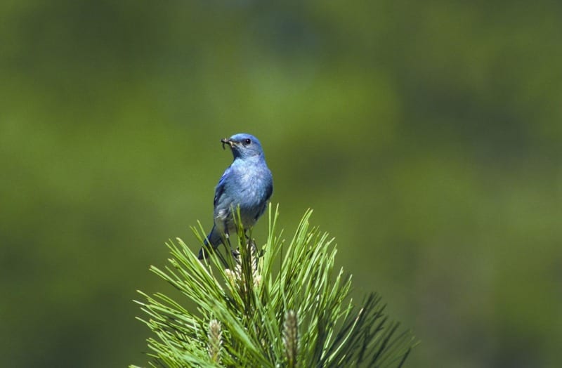 mountain bluebird pixabay