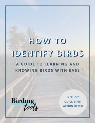 How to Identify Birds Guide