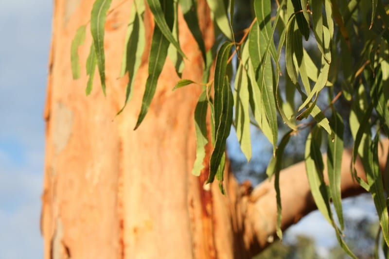 eucalyptus tree leaves pixabay