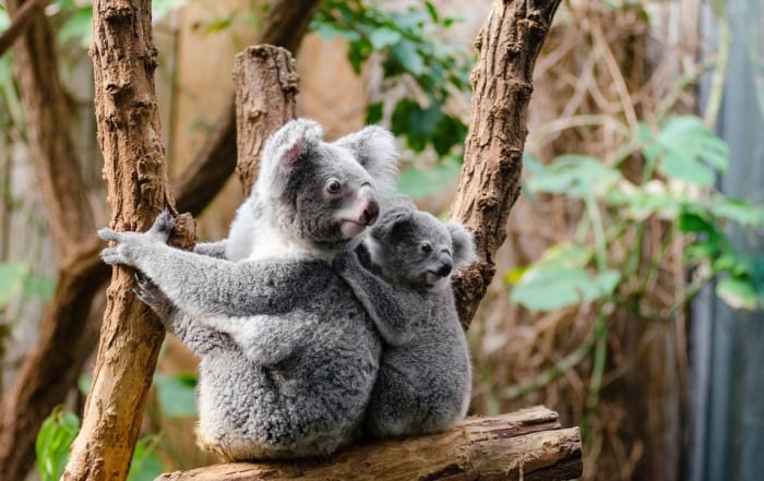 koala and joey in a eucalyptus tree