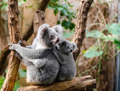 Koalas: All About the Marsupial Symbol of Australia