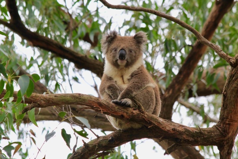 koala in tree - pixabay