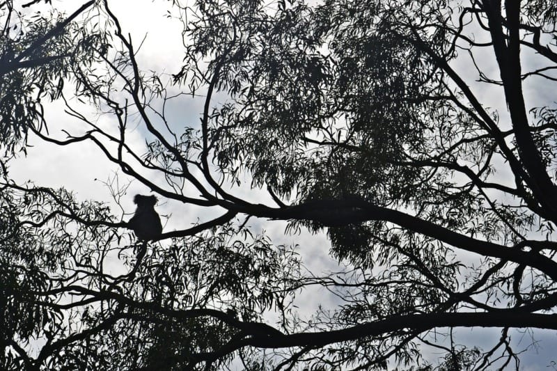 koala in trees backlit pixabay
