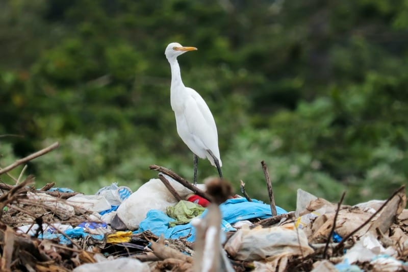 bird in trash pile