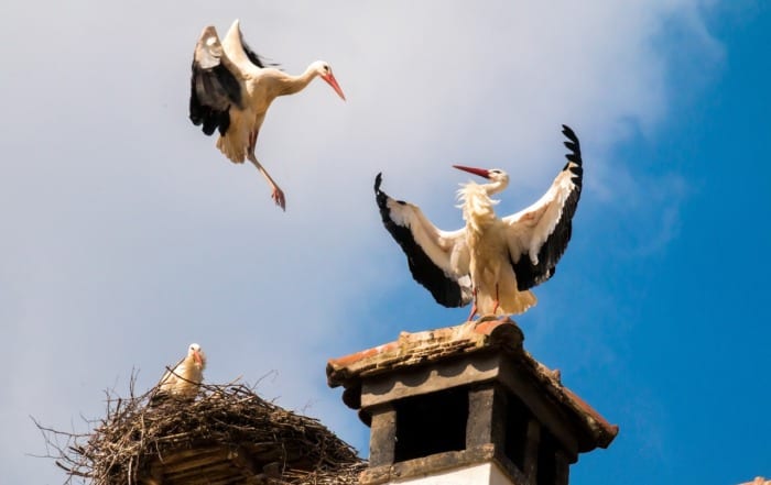 storks nesting on top of building