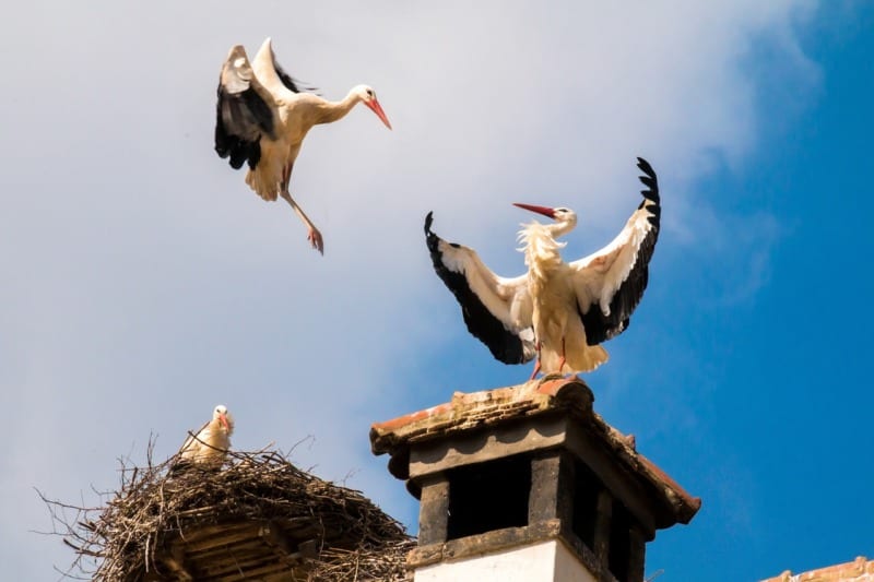 storks nesting on building pixabay tee farm