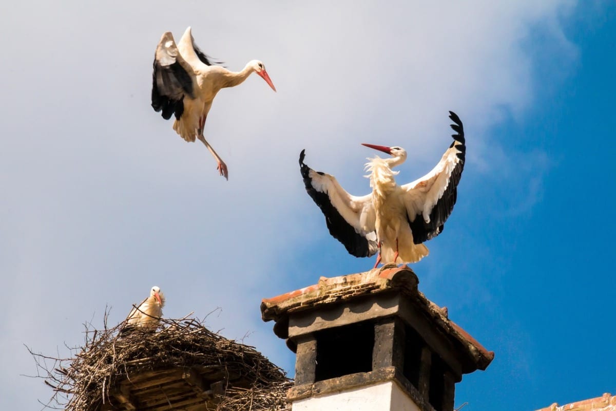 storks nesting on top of building