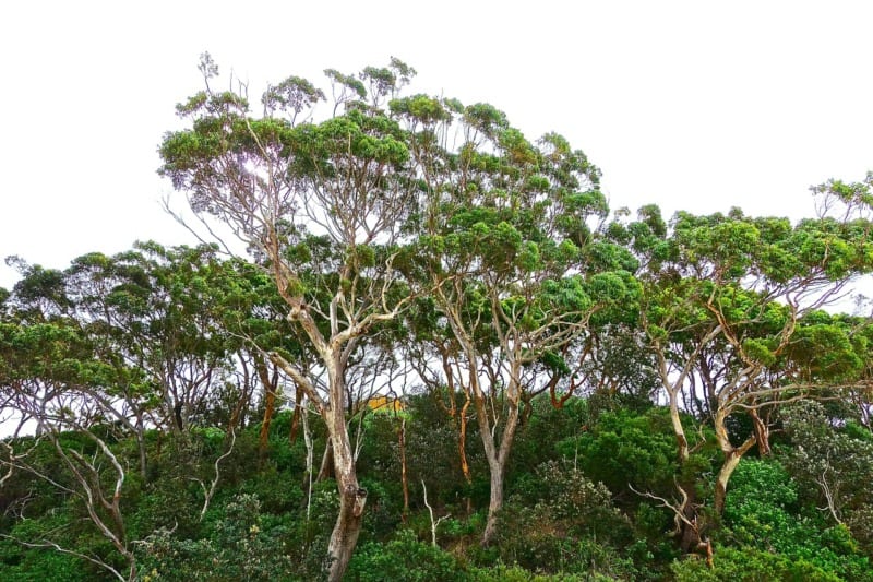 eucalyptus trees pixabay