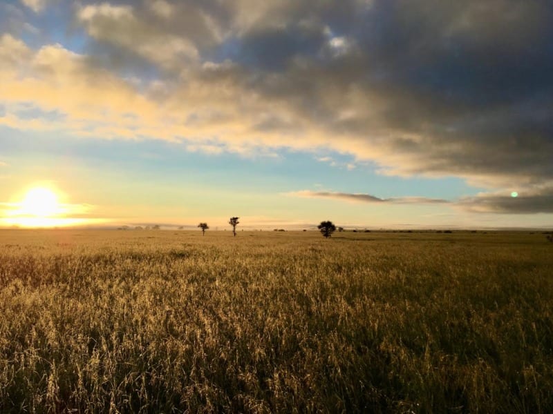 Central serengeti sunset