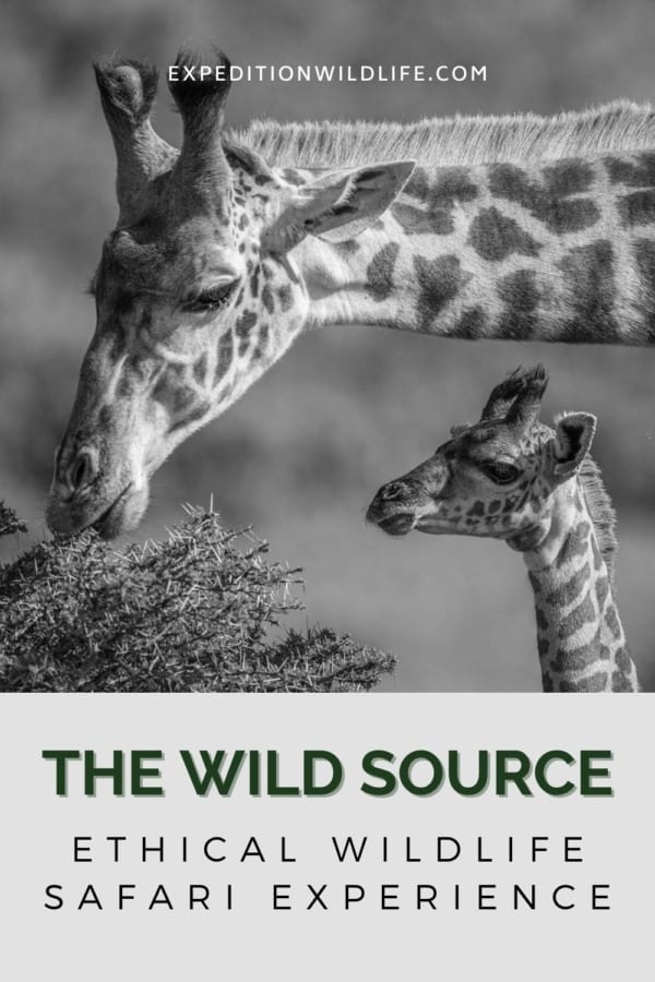 The wild source ethical guiding safari