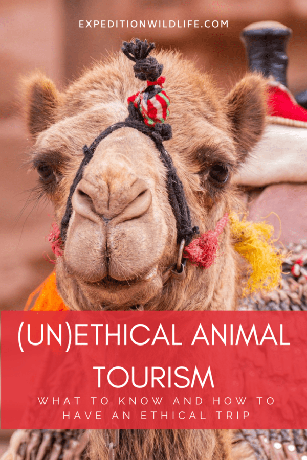 Unethical Animal Tourism