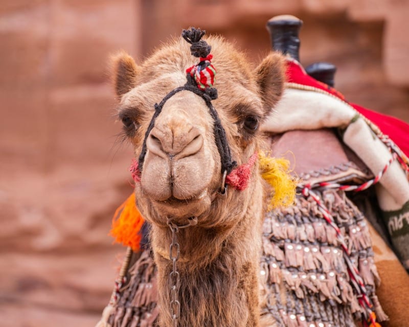 camel with tassels - ethical animal tourism