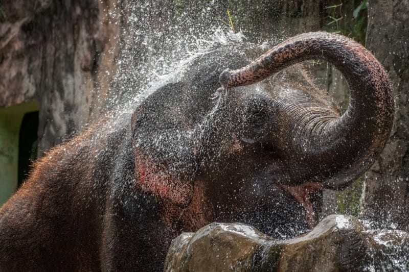 elephant bathing by Dikky Oesin 